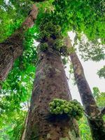 cluster vijgen ficus racemosa in tropisch woud. onderaanzicht van groene boom in tropisch woud. onderaanzicht achtergrond van boom met groene bladeren. hoge boom in bos. jungle in thailand. biologisch fruit. foto