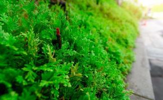 automatische gazonsproeier voor het besproeien van groene planten. sproeier met automatisch systeem. tuin irrigatiesysteem gazon drenken. onderhoud sprinklerinstallatie. irrigatiesproeier voor thuisservice. foto