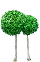 cirkelvormige groene boom voor decoratief geïsoleerd op een witte achtergrond. tuindecoratie met bijgesneden struik. groene struiken voor tuinontwerp in Japanse stijl. sierboom met ronde vorm. tweeling struik. foto