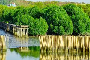 golfbeschermingshek gemaakt van droog bamboe in mangrovebos in de zee om kusterosie te voorkomen foto