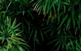 selectieve focus op donkergroene bladeren in de tuin. smaragdgroene bladtextuur. natuur abstracte achtergrond. tropisch bos. boven weergave van donkergroene bladeren met natuurlijk patroon. tropische plant. foto