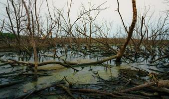 dode boom in overstroomd bos met riolering. milieucrisis door klimaatverandering. ramp door ontbossing. boom dood door klimaatveranderingsprobleem. trieste natuur. backhoe werken achter dode bomen. foto