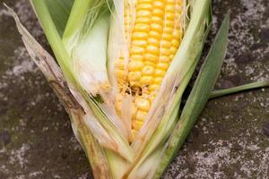 beschadigde maïs door insecten