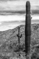 woestijncactus