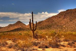 woestijn saguaro foto