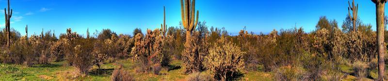 woestijn saguaro cactus panorama foto