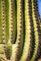 saguaro cactus stekels foto