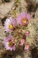 roze cactusbloemen foto
