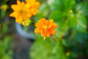 gele kosmosbloem in de tuin foto