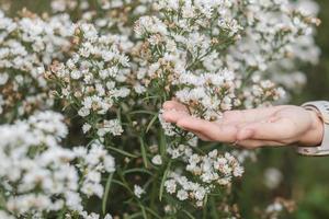 hand met witte margaret bloemen in de tuin. reizen, natuur, vakantie en vakantieconcept foto