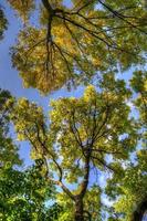 bomen takken met bladeren, mainz, rheinland-pfalz, duitsland foto