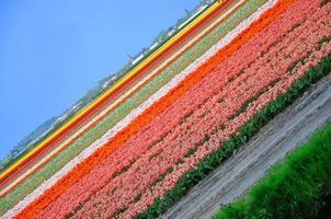 enorm veld van rode, roze, witte, gele tulpen in de buurt van keukenhof park in holland foto