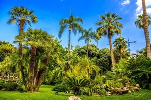 palmen in het park van la condamine, monte-carlo, monaco, cote d'azur, franse riviera foto