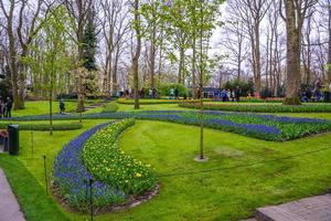 blauwe druif hyacinten in keukenhof park, lisse, holland, nederland. foto