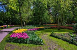 kleurrijke tulpen, keukenhof park, lisse in holland foto