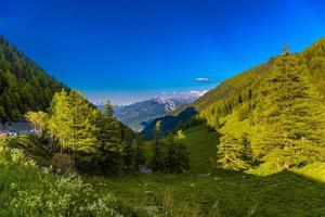 pijnbomen en bos in de bergen van de Alpen, martigny-combe, martigny foto