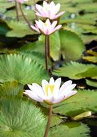 lotus in de rivier foto