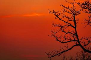 silhouet bladloze boom en avondrood. dode boom op de rode achtergrond van de zonsonderganghemel. romantische en rustige scène. mooi takkenpatroon. natuur landschap. vreedzame en rustige abstracte achtergrond. foto