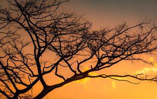 silhouet bladloze boom en avondrood. dode boom op gouden zonsondergang hemelachtergrond. vredige en rustige scène. mooi takkenpatroon. schoonheid in de natuur. droogte land in de zomer. avondlucht. foto