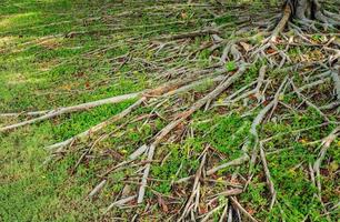 propwortel van banyanboom en groen gras met natuurlijk zonlicht foto