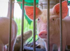 schattig biggetje in boerderij. gezond klein roze varken. veehouderij. vlees industrie. markt voor dierenvlees. afrikaanse varkenspest en varkensgriep concept. varkens fokken. zoogdier dier. roze varkentje in varkensstal. foto