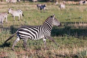 zebra op Afrikaanse savanne. foto