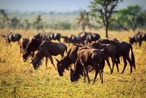gnoes kudde, gnu op afrikaanse savanne foto