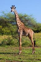 giraf op savanne. safari in serengeti, tanzania, afrika foto