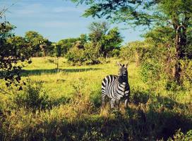 zebra in gras op Afrikaanse savanne. foto