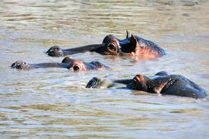 nijlpaard, nijlpaardgroep in rivier. serengeti, tanzania, afrika foto