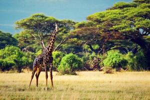 giraf op savanne. safari in amboseli, kenia, afrika foto