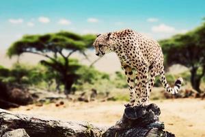 een wilde cheetah die op het punt staat aan te vallen. safari in serengeti, tanzania, afrika. foto