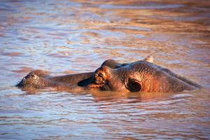 nijlpaard, nijlpaard in de rivier. serengeti, tanzania, afrika foto