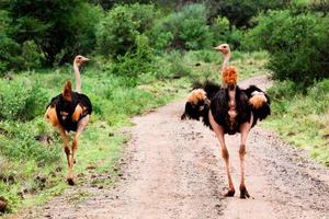 twee struisvogels op de weg in de bush, tsavo west, kenia foto