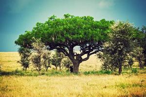 savannelandschap in afrika, serengeti, tanzania foto