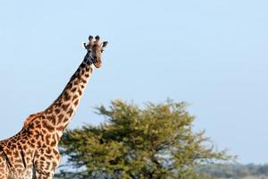 giraf op savanne. safari in serengeti, tanzania, afrika foto