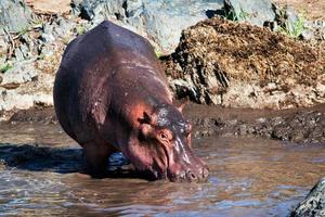 nijlpaard, nijlpaard in de rivier. serengeti, tanzania, afrika foto