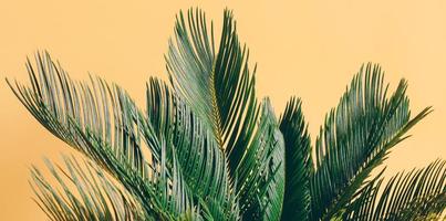 palmbladeren op gele pastelachtergrond foto