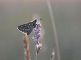 vlinder zomer