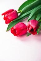 tulpen op een roze achtergrond foto