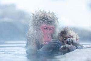 sneeuw aap makaak onsen foto
