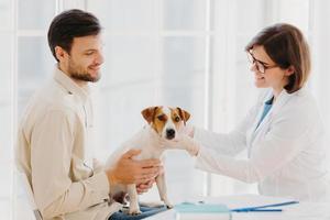 jonge veteraanvrouw onderzoekt jack russel terrier-hond, werkt in dierenkliniek, praat met mannelijke eigenaar, poseert binnen. rashond onderzocht door professionele dierenarts. medisch onderzoek voor dieren foto