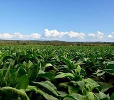 landschap van tabaksveldtuin in aziatische landen. foto