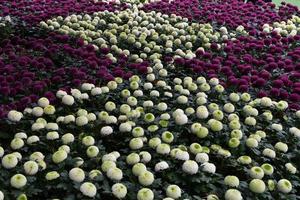 pompons chrysant bloemen bloeien met onscherpe achtergrond. foto