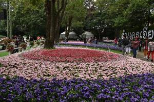 Chiang Rai Flower Festival, 27 dec 2019-19 jan 2020. veel reizigers genieten van de schoonheid van bloemen. sommigen van hen maken foto's. sommigen van hen maken selfie met bloemen foto