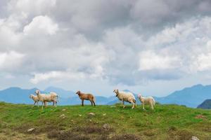 schapen in bergweiden foto