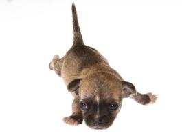 grappige puppy chihuahua poseert op een witte achtergrond foto