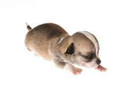 grappige puppy chihuahua poseert op een witte achtergrond foto