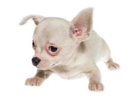 grappige puppy chihuahua poseert op een witte achtergrond foto