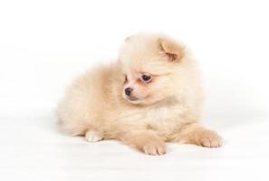 Pommeren spitz puppy op een witte achtergrond foto